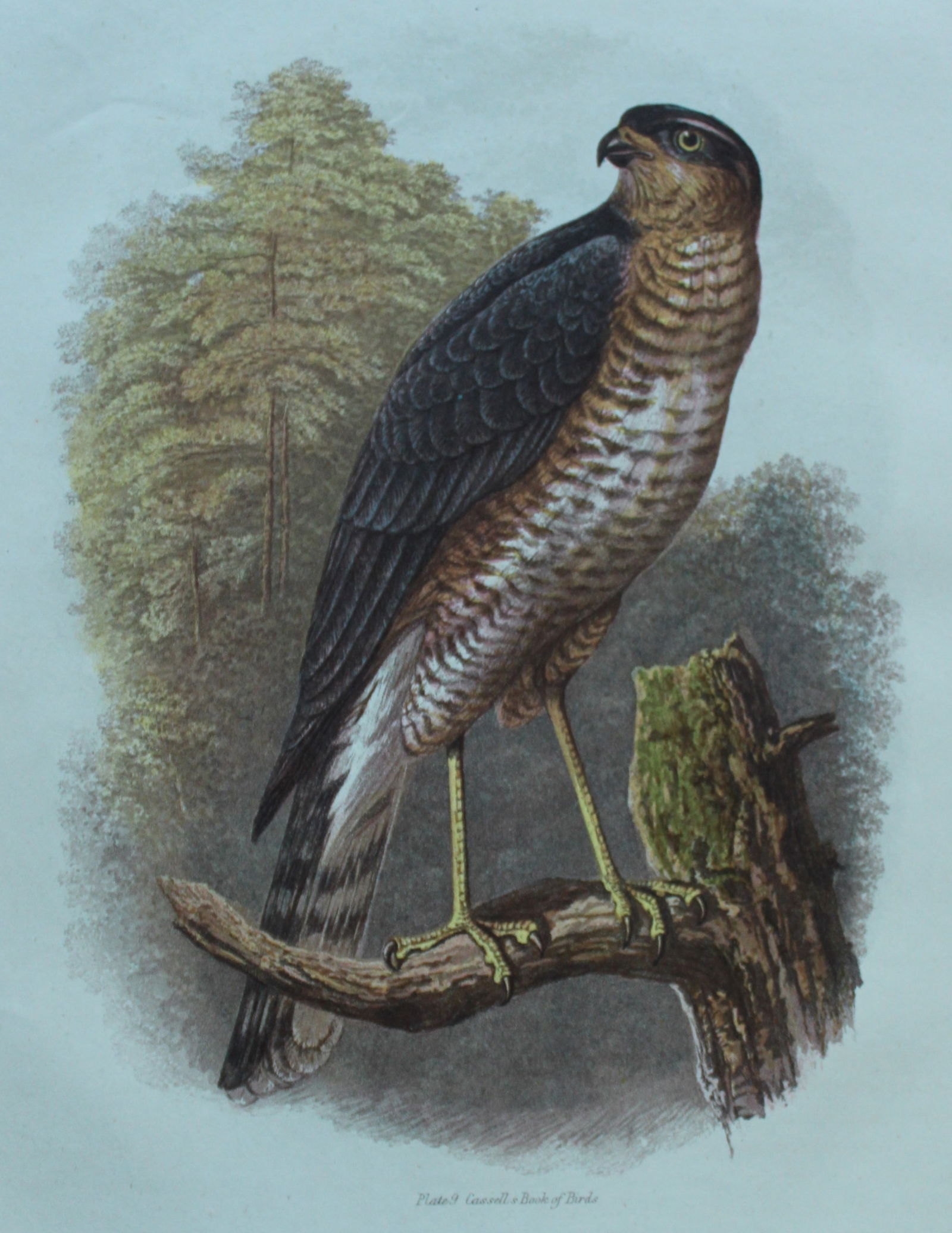Thomas Rymer Jones - Sparrow Hawk 1869 (1 of 1)