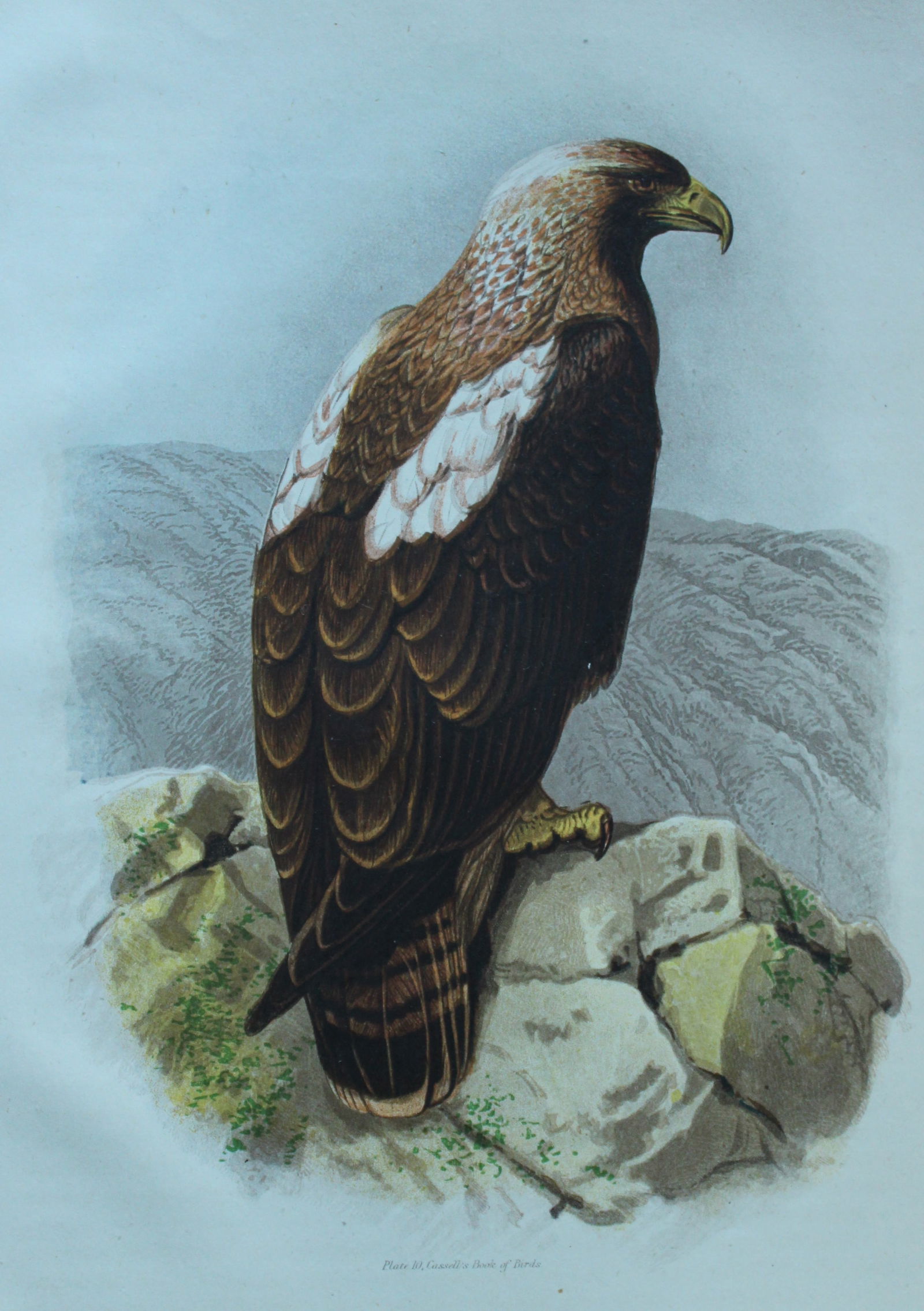 Thomas Rymer Jones - Imperial Eagle 1869 (1 of 1)