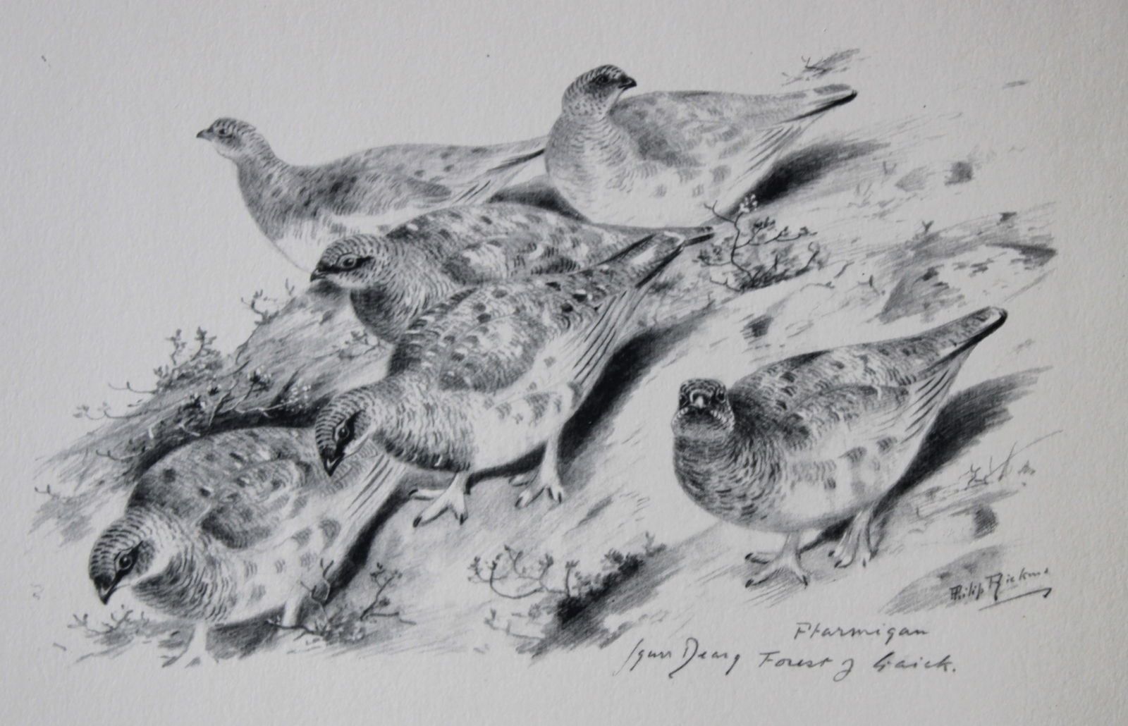 Philip Rickman - 4 prints of pencil drawings of woodpeckers and game birds 1938 (1 of 4)