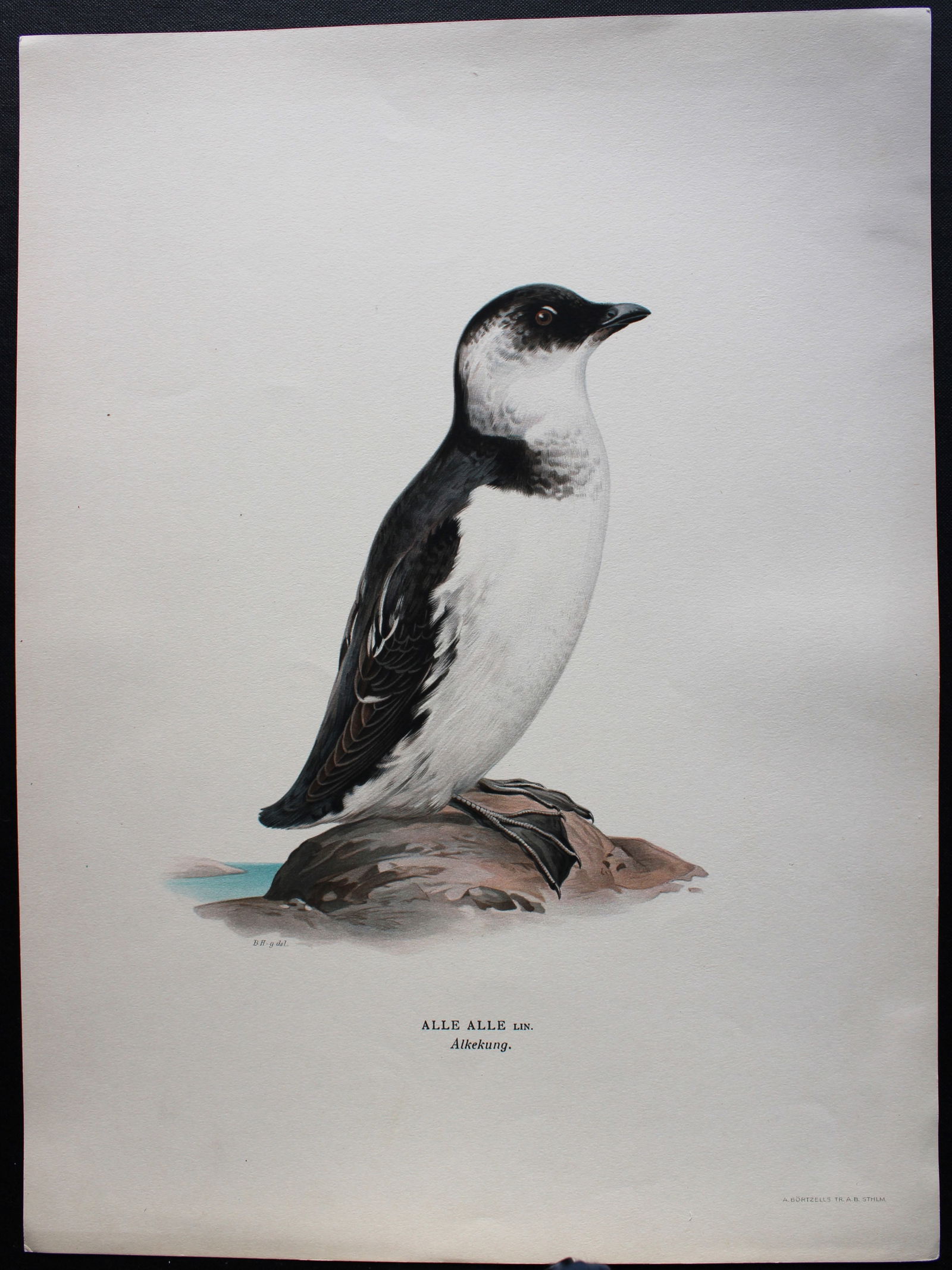 M. von Wright - Folio lithograph of Little Auk 1924 (1 of 1)