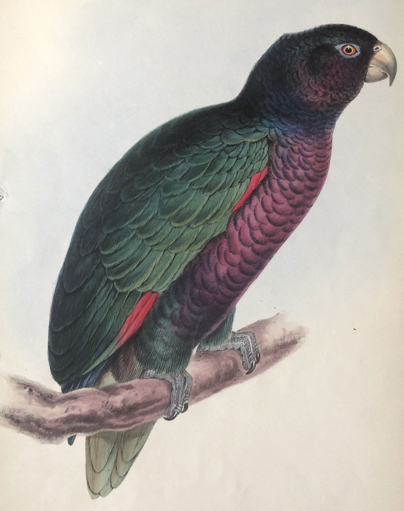 G Gray - Genera of Birds: Hyacinthine Macaw by E Lear 1844: This rare lithographic print after Edward Lear is from The Genera of Birds by George Robert Gray and lithographed by David W Mitchell. The illustrations were printed by C Hullmandel and published by L