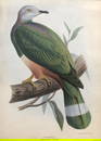 G Gray - Genera of Birds: Pink-bellied Imperial Pigeon  1844