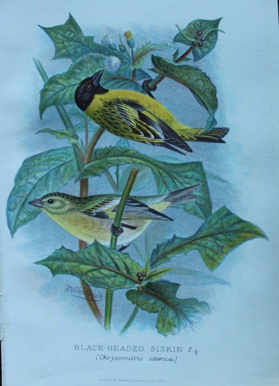 FW Frohawk - 4 antique prints of foreign finches 1899: These chromolithographic plates were drawn by Frederick W Frohawk and are from Foreign Finches in Captivity by Arthur G Butler, published by Brumby and Clarke Ltd, 1899. Size: 10.5in x 7in (27cm x 18c
