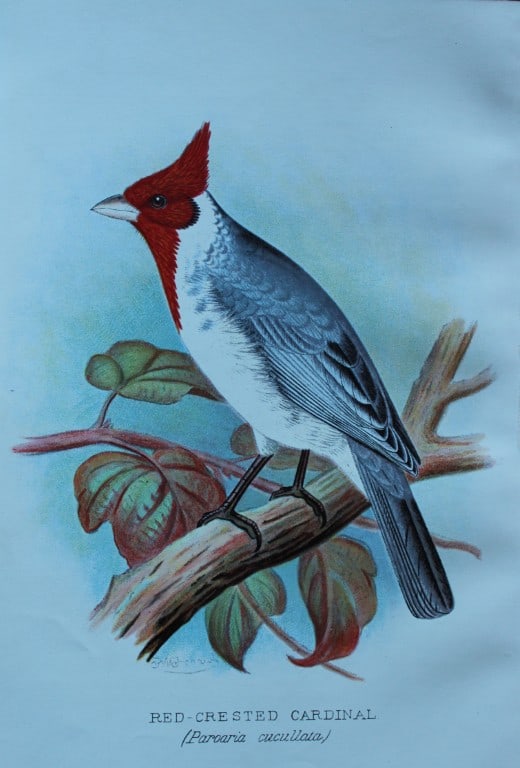 FW Frohawk - 4 antique prints of foreign finches 1899: These chromolithographic plates were drawn by Frederick W Frohawk and are from Foreign Finches in Captivity by Arthur G Butler, published by Brumby and Clarke Ltd, 1899. Size: 10.5in x 7in (27cm x 18c