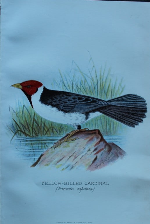 FW Frohawk - 4 antique prints of foreign finches 1899: These chromolithographic plates were drawn by Frederick W Frohawk and are from Foreign Finches in Captivity by Arthur G Butler, published by Brumby and Clarke Ltd, 1899. Size: 10.5in x 7in (27cm x 18c