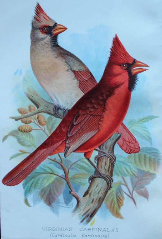 FW Frohawk - 4 antique prints of foreign finches 1899: These chromolithographic plates were drawn by Frederick W Frohawk and are from Foreign Finches in Captivity by Arthur G Butler, published by Brumby and Clarke Ltd, 1899. Size: 10.5in x 7in (27cm x 18c