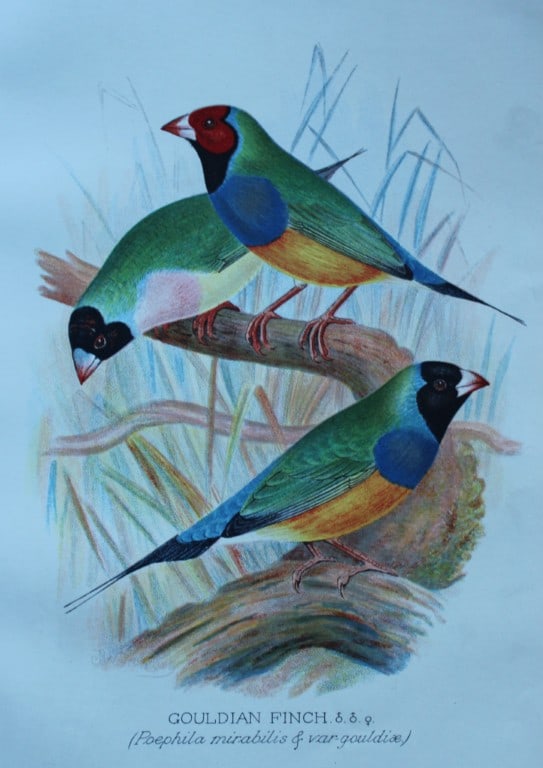 FW Frohawk - 4 antique prints of foreign finches 1899: These chromolithographic plates were drawn by Frederick W Frohawk and are from Foreign Finches in Captivity by Arthur G Butler, published by Brumby and Clarke Ltd, 1899. Size: 10.5in x 7in (27cm x 18c