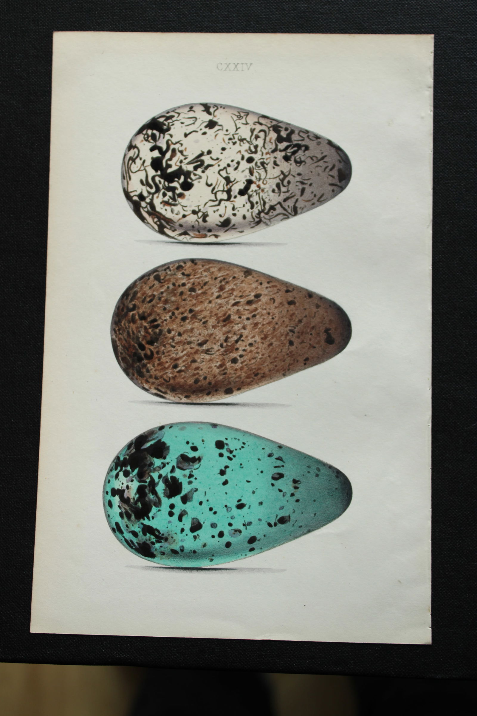 W Hewitson - 3 prints of guillemot eggs 1856: These hand-coloured engravings are from the Coloured Illustrations of the Eggs of British Birds accompanied with descriptions of the Eggs and Nests by William C Hewitson, published by Jan Van Voorst,