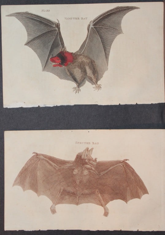 Brightly -4 engravings of Bats 1811: These copperplate engravings are from The Natural History of Quadrupeds, and Cetaceous Animals by various authors. Published by Brightly and Co, Bungay 1811.The prints included in this lot are: Peruvi