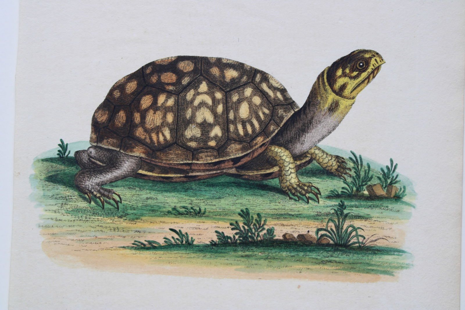 George Edwards - Engraving of Carolina Land tortoise 1750 (1 of 2)