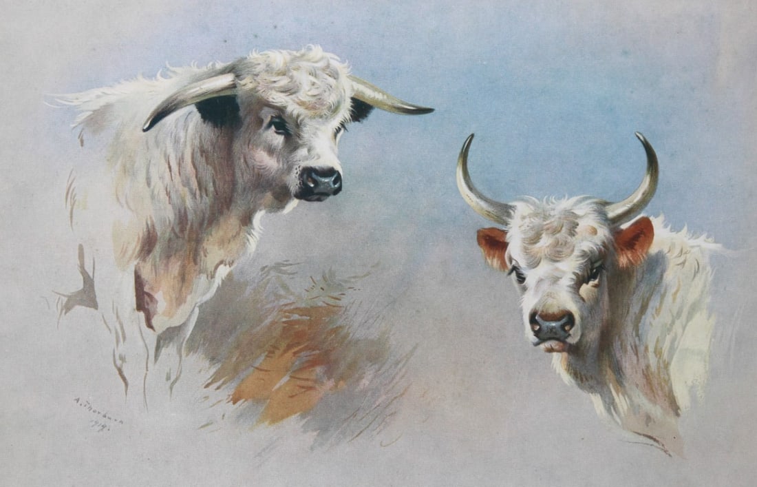 A Thorburn - 2 prints Wild Cattle 1920 (1 of 2)