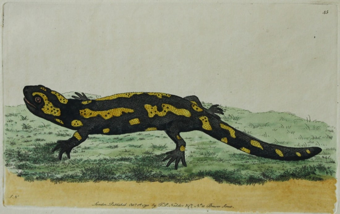 Shaw & Nodder - The Salamander 1790: This beautiful copper engraving with original hand colouring is from The Naturalist's Miscellany by George Shaw and illustrated by Frederick P Nodder. Published in London 1790-1813. Size: 9.5in x 5.5i