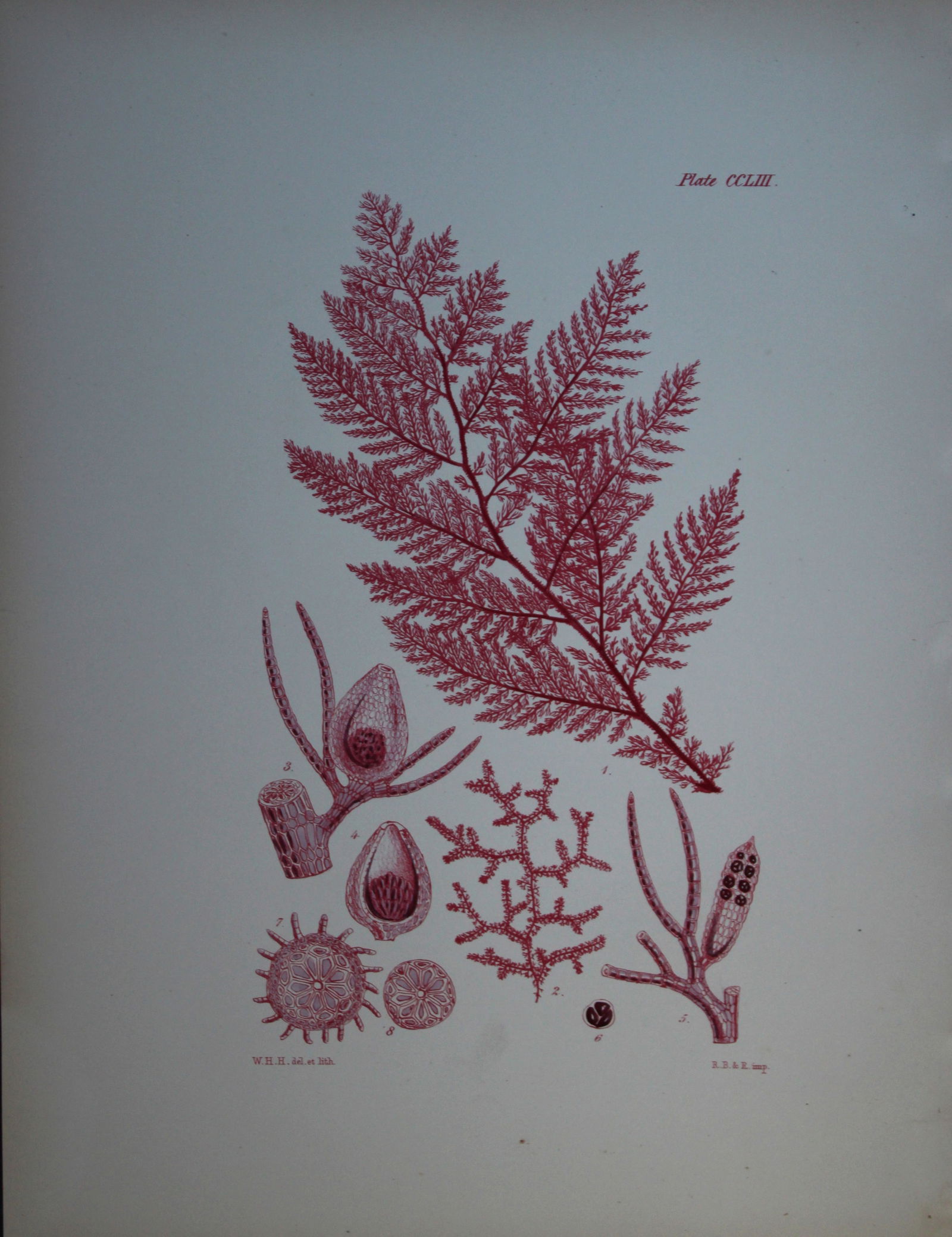 William Harvey - 3 Hand-coloured lithographs of Sea-Weeds 1846 (1 of 3)