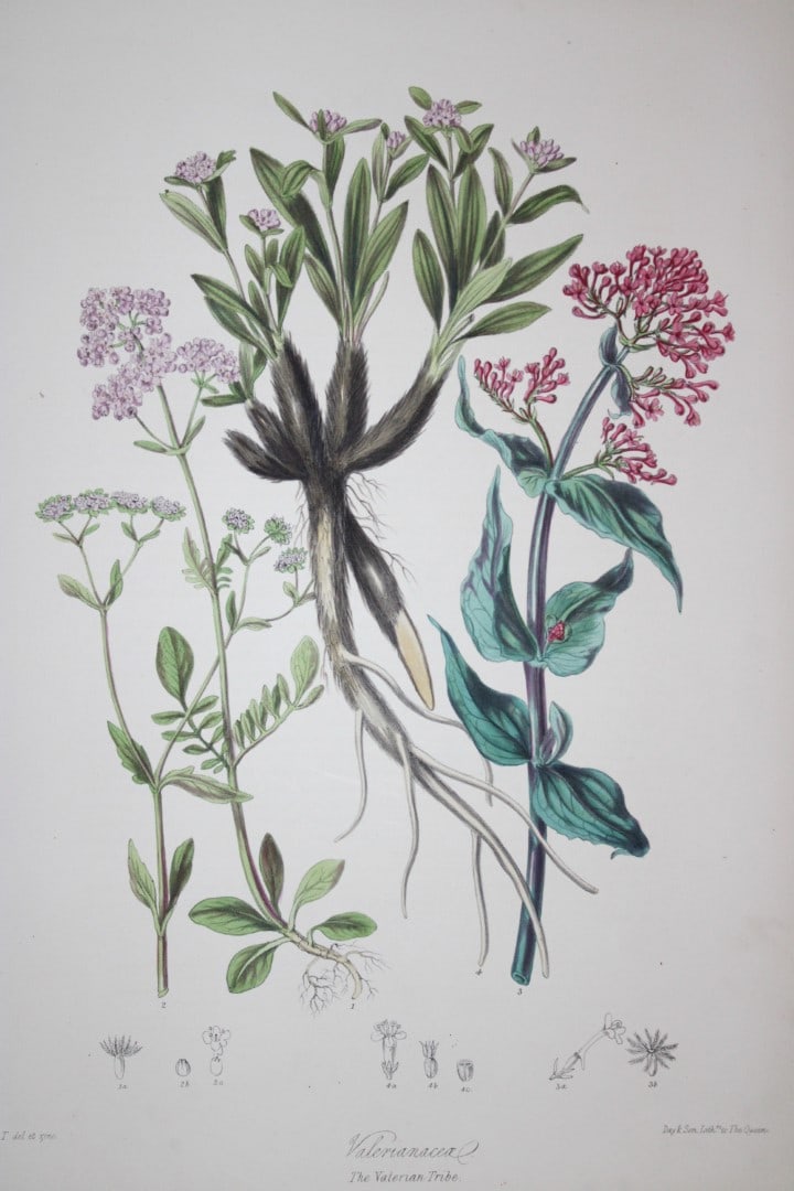 Elizabeth Twining - Folio engraving of The Valerian Tribe 1849: This rare hand-coloured lithograph of the Valerianaceae - The Valerian Tribe is from Illustrations of the Natural Order of Plants by Elizabeth Twining. Published in London by Joseph Cundall 1849 (Vol 