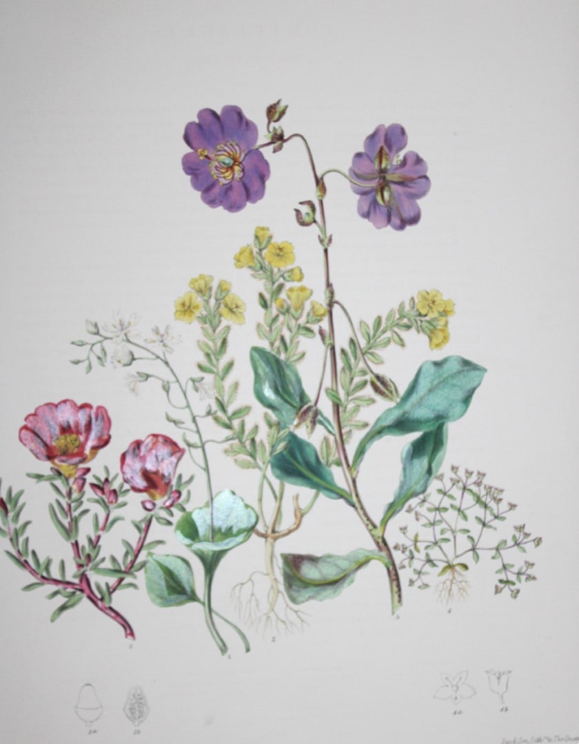 Elizabeth Twining - Folio engraving of The Purslane Tribe 1849 (1 of 1)