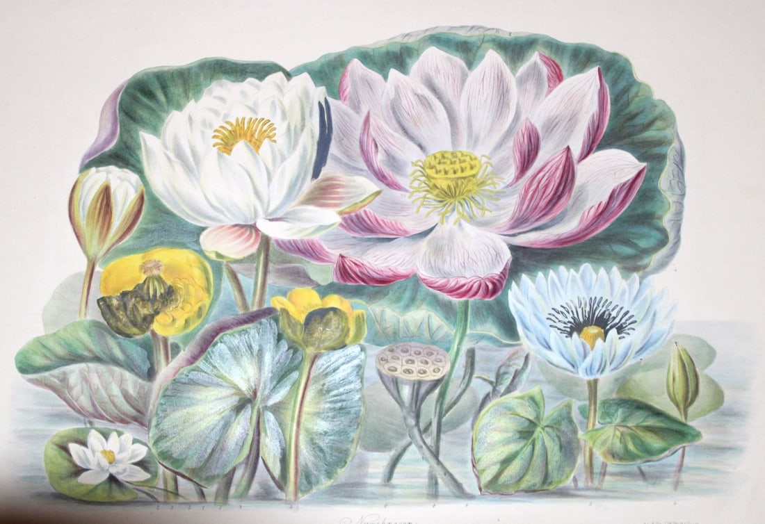 Elizabeth Twining - Folio engraving of The Water-Lily Tribe 1849: This rare hand-coloured lithograph of the Nympheaceae - The Water-Lily Tribe is from Illustrations of the Natural Order of Plants by Elizabeth Twining. Published in London by Joseph Cundall 1849 (Vol 
