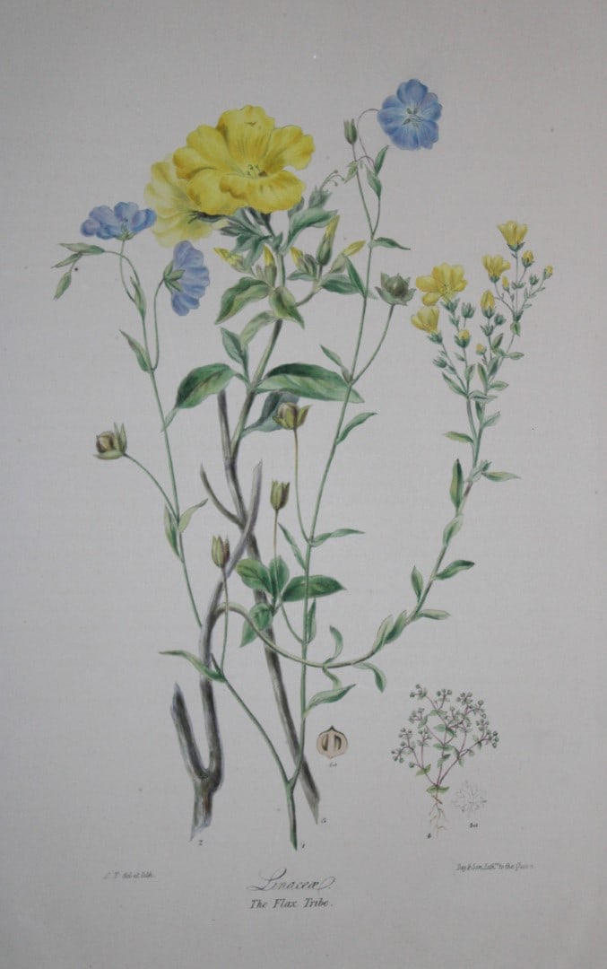 Elizabeth Twining - Folio engraving of The Flax Tribe 1849: This rare hand-coloured lithograph of the Linaceae - The Flax Tribe is from Illustrations of the Natural Order of Plants by Elizabeth Twining. Published in London by Joseph Cundall 1849 (Vol I) and Da