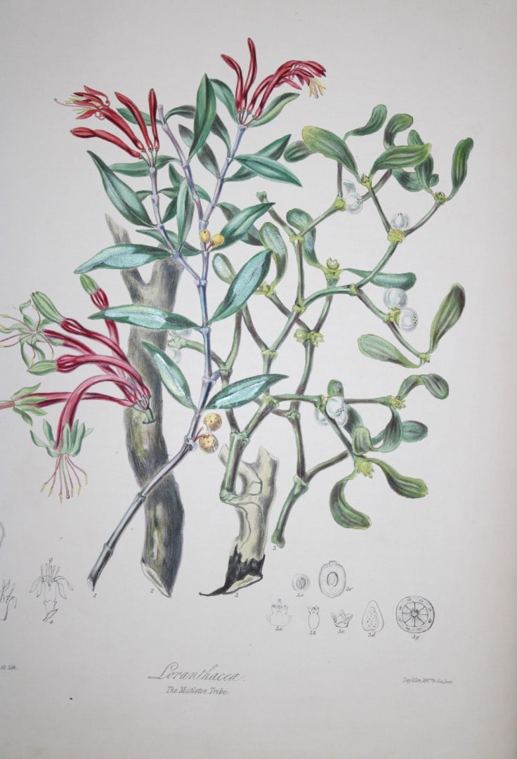 Elizabeth Twining - Folio engraving of The Mistletoe Tribe 1849: This rare hand-coloured lithograph of the Loranthaceae - The Mistletoe Tribe is from Illustrations of the Natural Order of Plants by Elizabeth Twining. Published in London by Joseph Cundall 1849 (Vol 