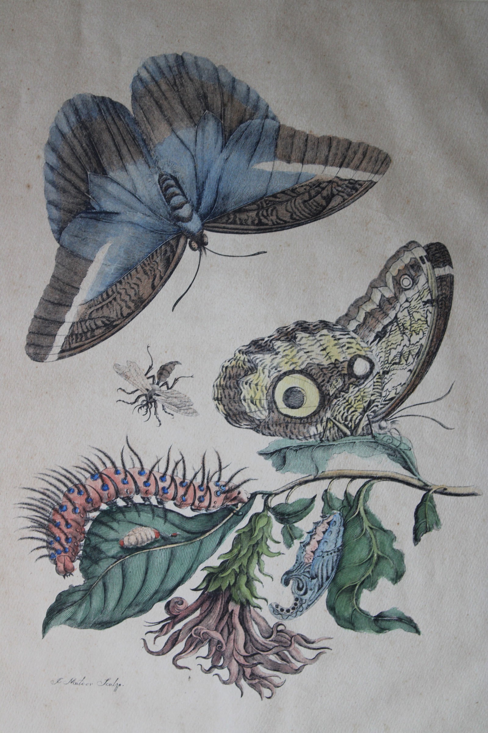 Maria Sybella Merian - Papay engraving from 18thC: Beautifully coloured engraving from Metamorphosis Insectorum Surinamensium by Maria Sibylla Merian. Maria Sibylla Merian (1647 ? 1717) was a naturalist and scientific illustrator who studied plants an