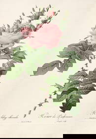 PJ Redoute - Rosa Bifera Officinalis, Ariel Press 1956 (1 of 1)