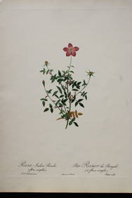 PJ Redoute - Rosa Indica Pumila, Ariel Press 1956 (1 of 1)