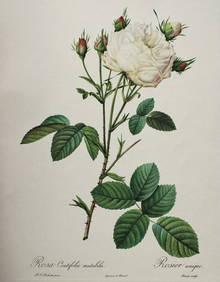 PJ Redoute - Rosa Centifolia Mutabilis, Ariel Press 1956 (1 of 1)