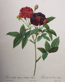 PJ Redoute - Rosa Gallica Purpurea Velutina Parva, Ariel Press 1956 (1 of 1)