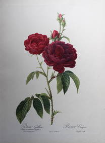PJ Redoute - Rosa Gallica Purpuro Violacea Magna, Ariel Press 1956 (1 of 1)