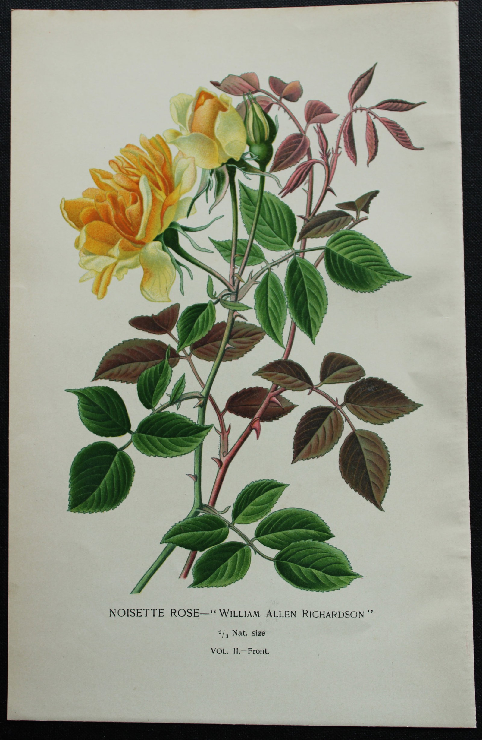 Edward Step - 4 chromolithographs of flowers 1896: These chromolithographic prints are from Favourite Flowers of Garden and Greenhouse by Edward Step FLS and William Watson FRHS. It was published in London by Frederick Warne and Co. 1896Below each pri