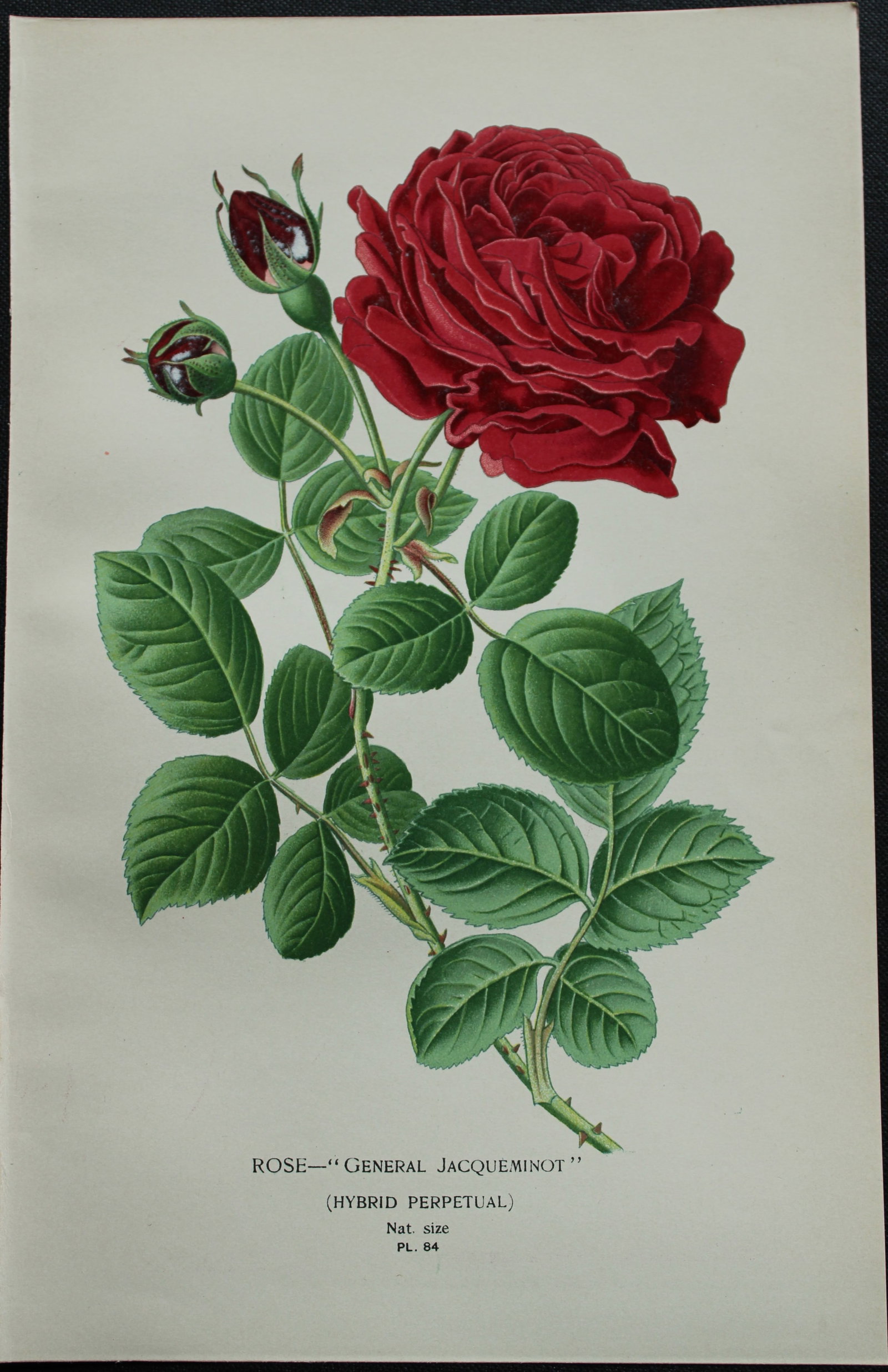 Edward Step - 4 chromolithographs of flowers 1896: These chromolithographic prints are from Favourite Flowers of Garden and Greenhouse by Edward Step FLS and William Watson FRHS. It was published in London by Frederick Warne and Co. 1896Below each pri