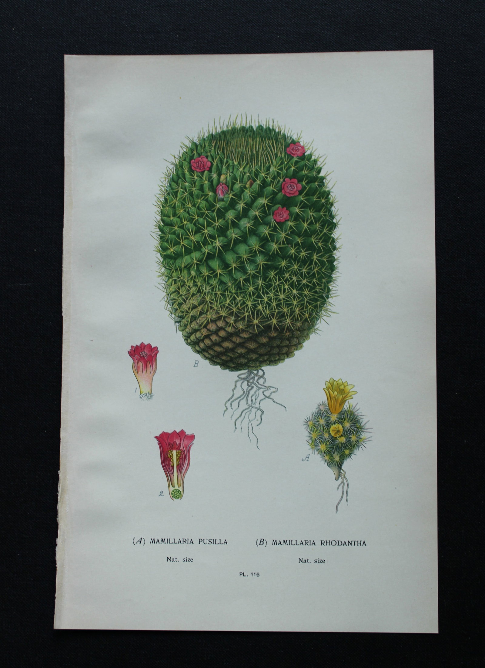 Edward Step - 4 chromolithographs of flowers 1896: These chromolithographic prints are from Favourite Flowers of Garden and Greenhouse by Edward Step FLS and William Watson FRHS. It was published in London by Frederick Warne and Co. 1896Below each pri