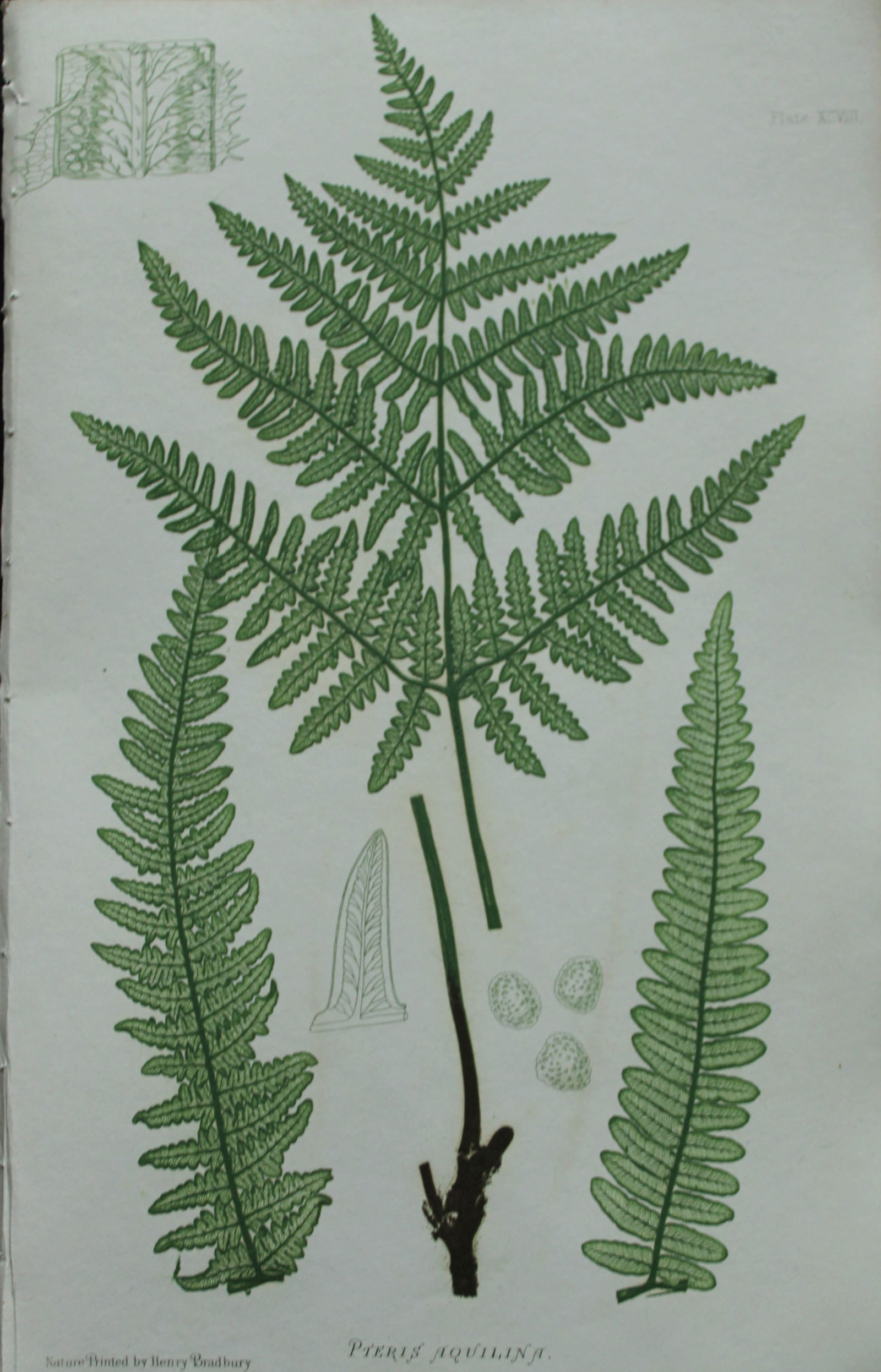 Thomas Moore - 4 nature-printed  ferns by Thomas Moore 1863 (1 of 4)