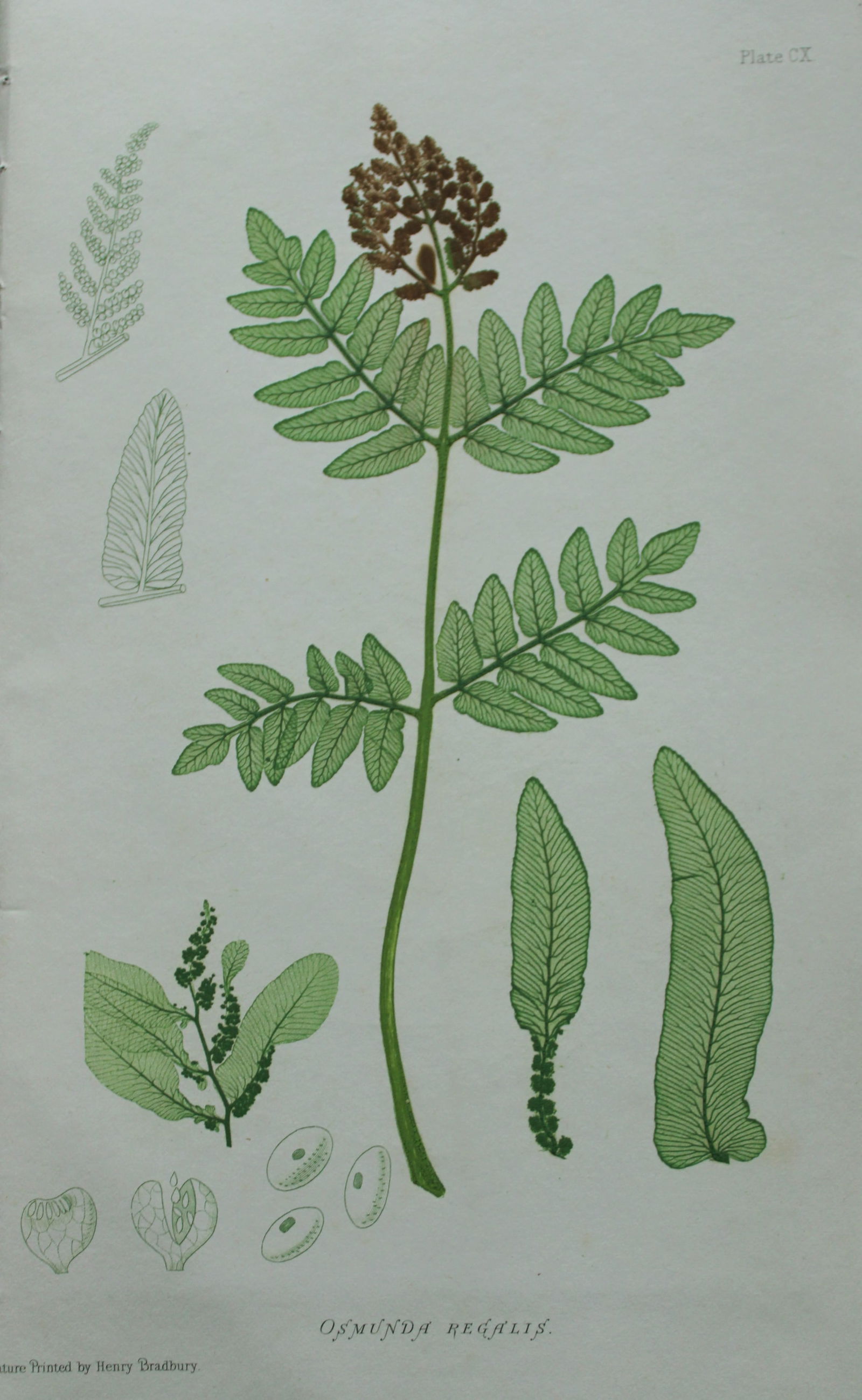 Thomas Moore - 4 nature-printed  ferns by Thomas Moore 1863 (1 of 4)