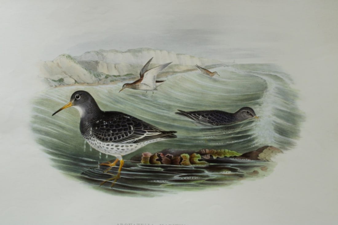 John Gould - Original lithograph of Purple Sandpiper 1862-73: This original lithograph of the Purple Sandpiper (Arquatella maritima) is from John Gould's Birds of Great Britain, issued in 25 parts between 1862 and 1873. This plate is number 74 from volume 4 of t