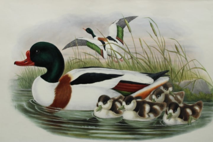 John Gould - Original lithograph of Sheldrake 1862-73 (1 of 3)