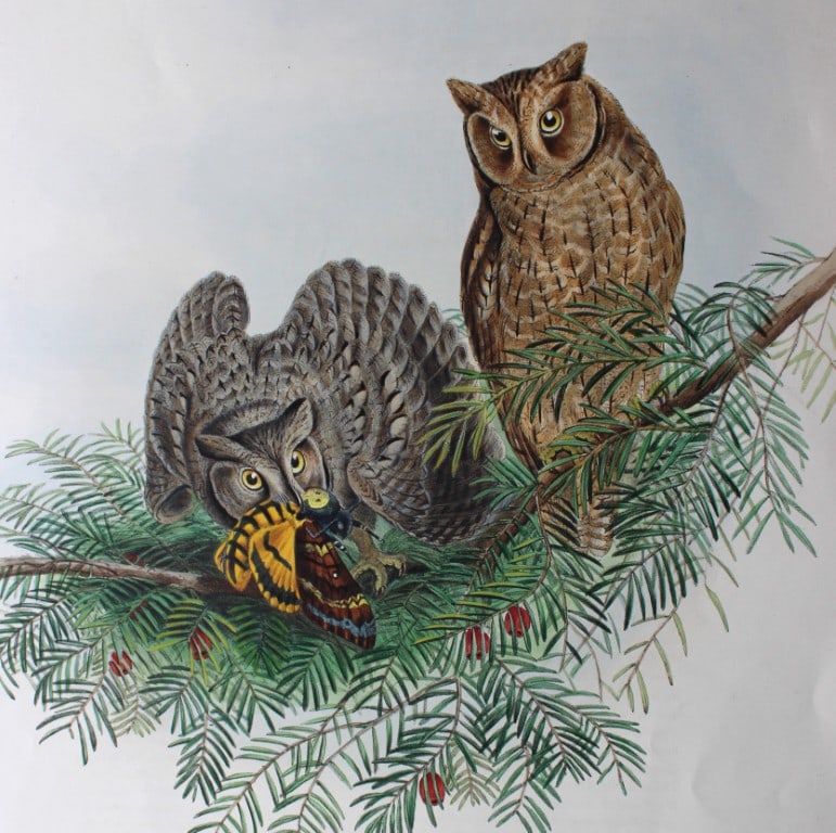 John Gould - Original lithograph of the Scops Owl 1862-73 (1 of 3)