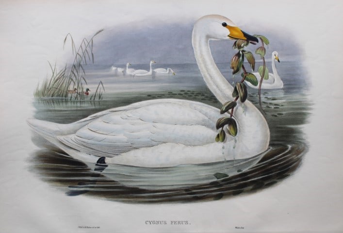 John Gould - Original lithograph of Whooper Swan 1862-73 (1 of 3)
