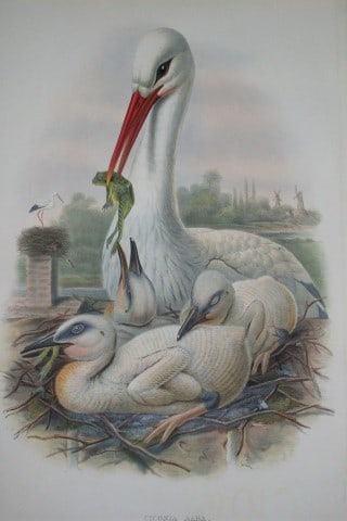 John Gould - Original lithograph of Stork 1862-73 (1 of 3)