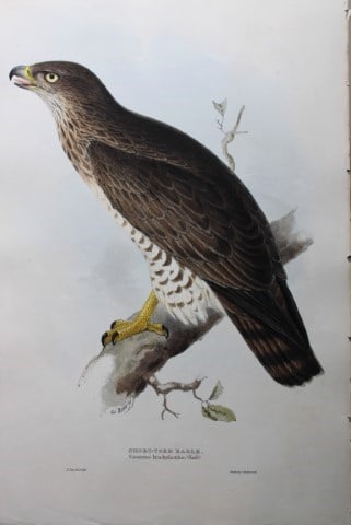 John Gould - Original lithograph of Short-toed Eagle by Edward Lear 1832-37 (1 of 3)
