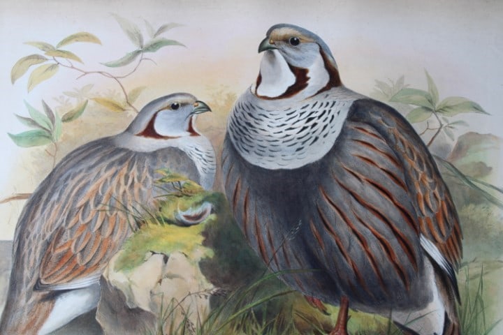 John Gould - Original lithograph of Himalayan Snowcock 1849-83 (1 of 2)