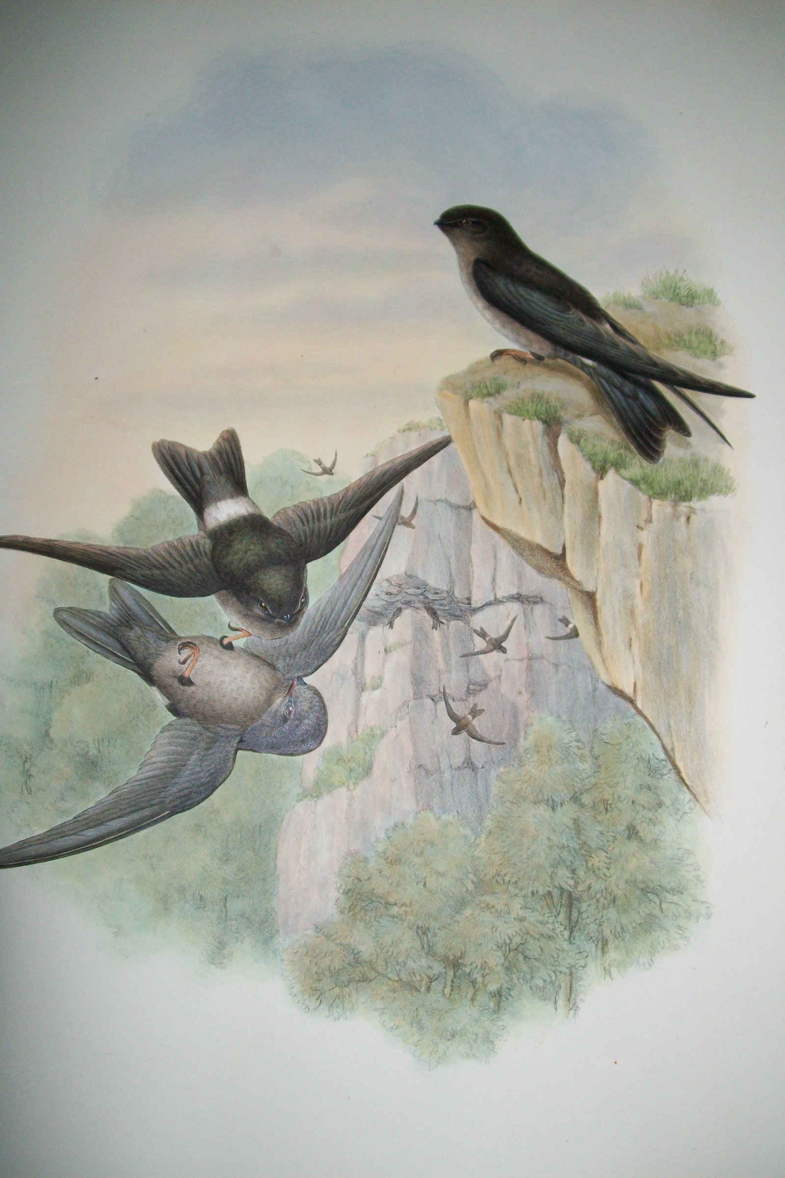 John Gould - Original lithograph of the Queensland Edible Swift 1875-88 (1 of 2)
