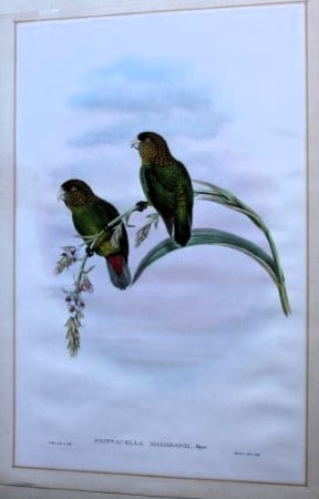 John Gould - Original lithograph of Madarasz's Parrakeet 1875-88 (1 of 2)