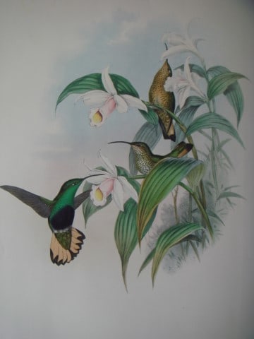 John Gould - Original lithograph of Buff-tailed Velvet Breast Humming Bird 1849-61 (1 of 3)