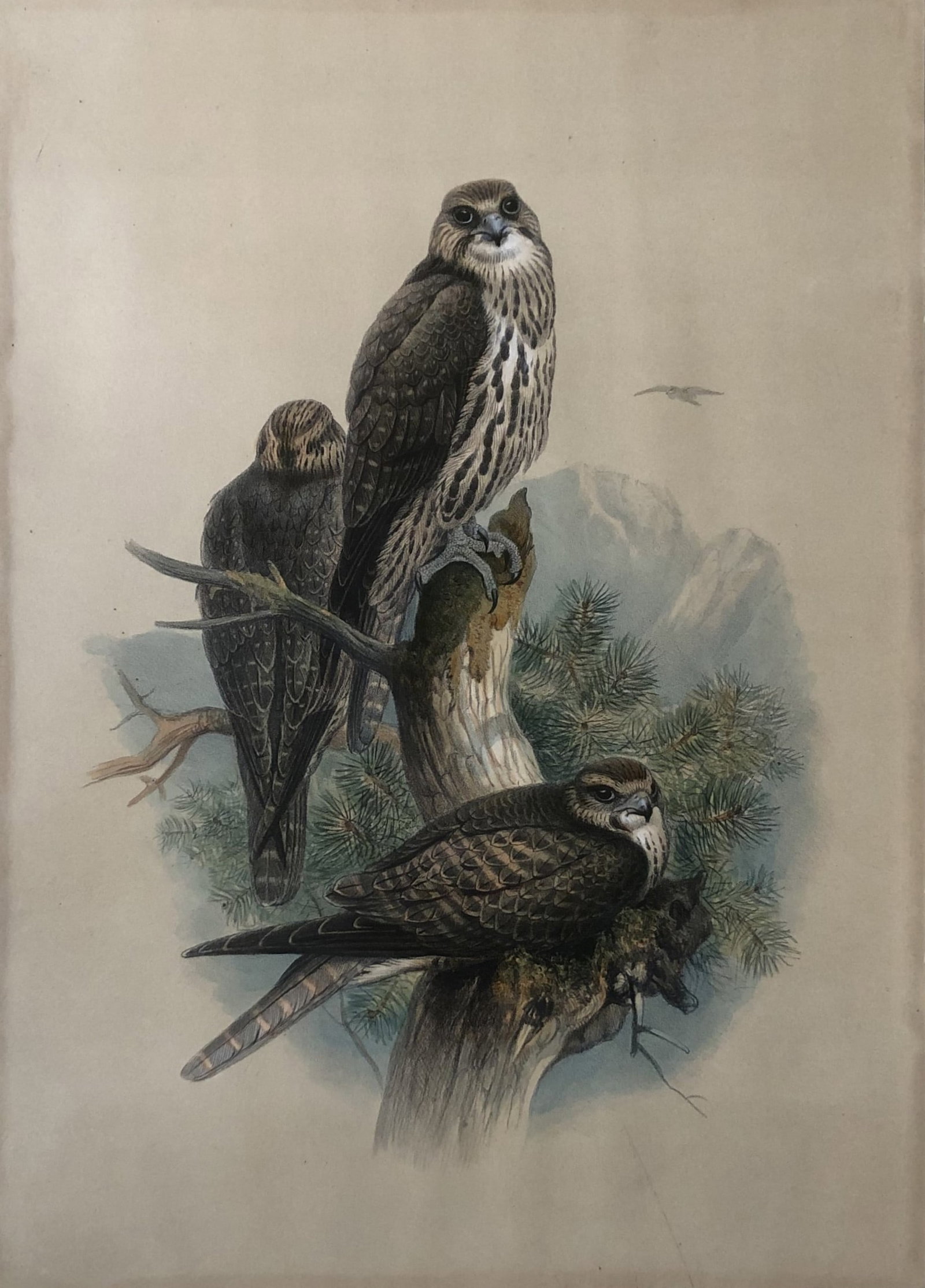 Joseph Wolf - Rare lithograph of Saker Falcon 1861 (1 of 2)