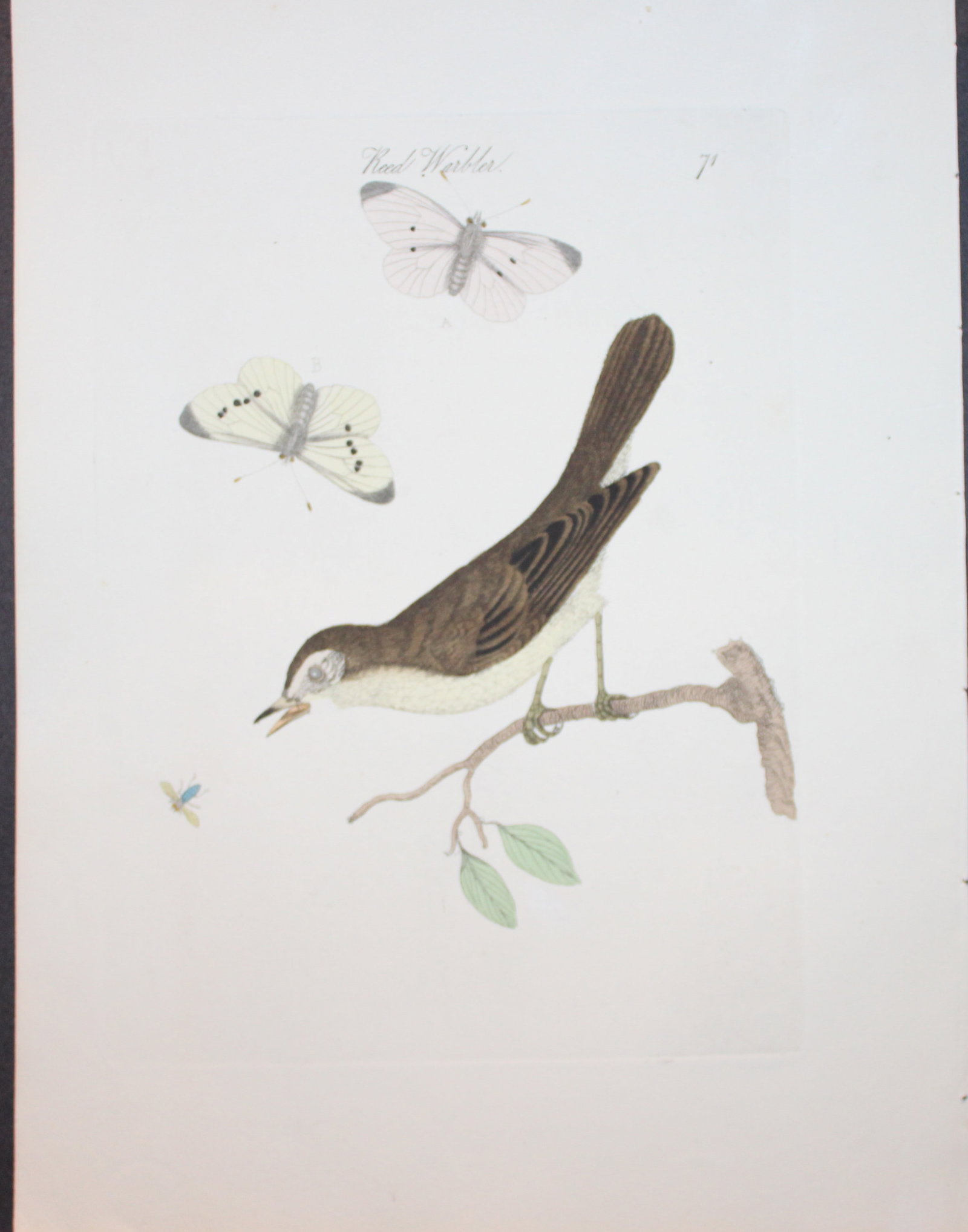 James Bolton - Engraving of Reed Warbler 1824 (1 of 2)