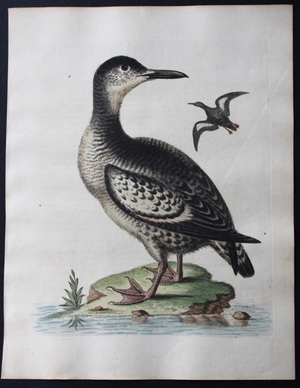 George Edwards - Engraving of the Spotted Greenland Dove 1743 (1 of 2)