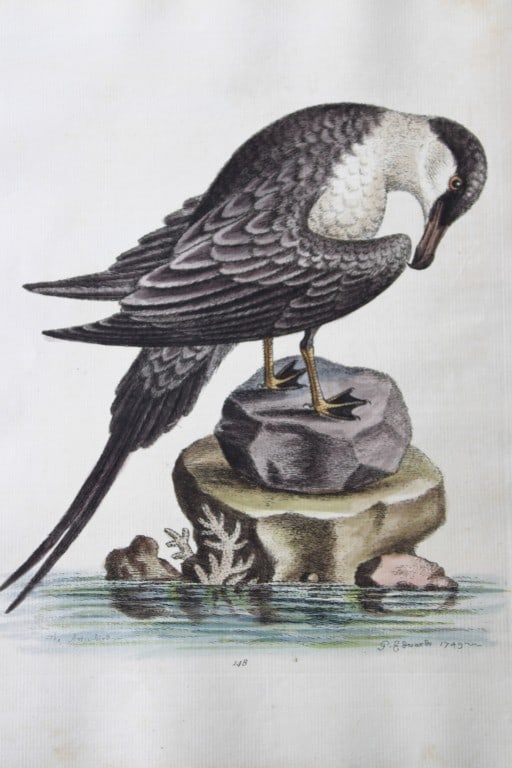 George Edwards - Engraving of the Arctic Bird (Cock) 1750 (1 of 2)