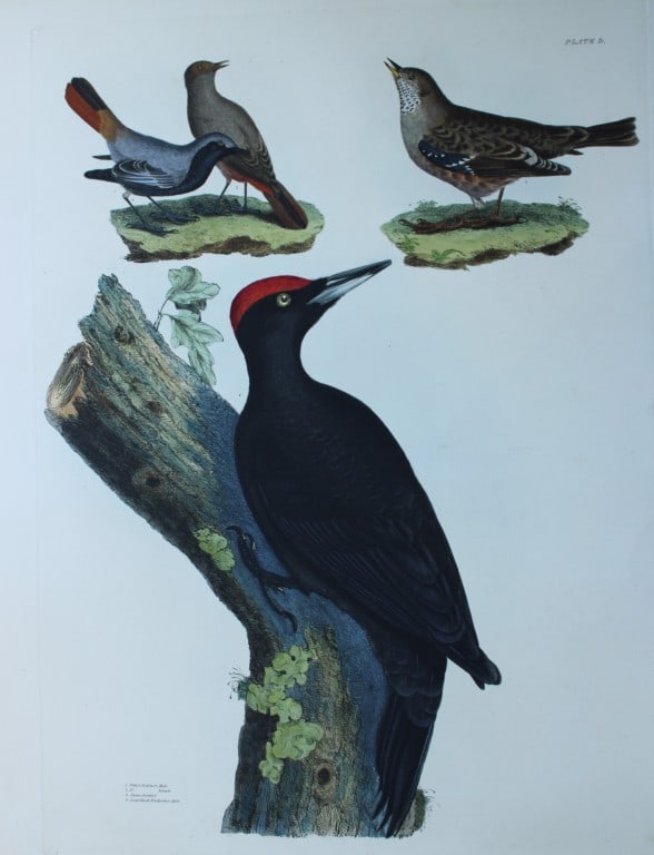 Prideaux J Selby - Redstart, Alpine Accentor & Great Black Woodpecker 1821 (1 of 3)