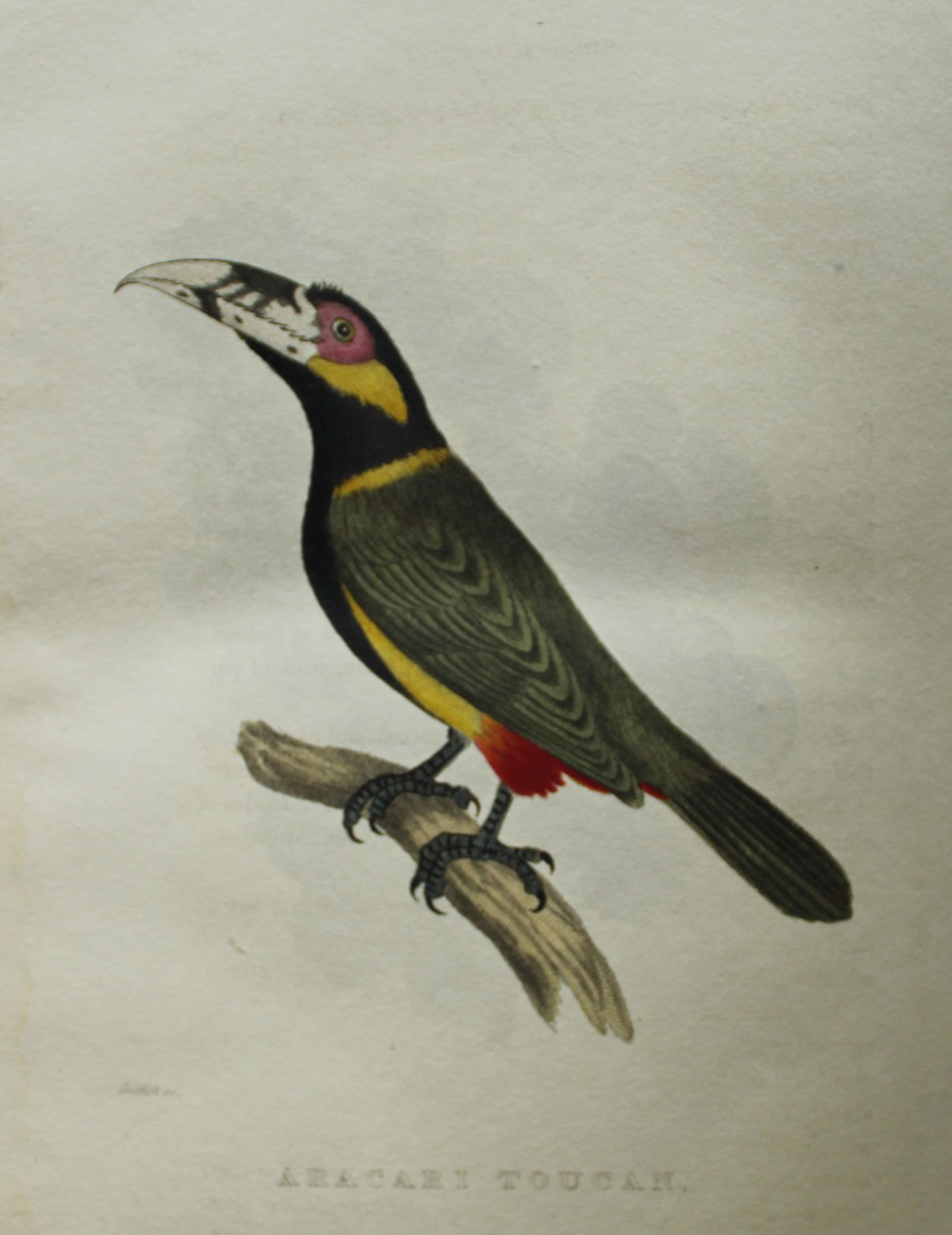 Baron Cuvier - Aracari Toucan 1829: This antique engraving is from the English edition of The Animal Kingdom by Baron Georges Cuvier. Published by GB Whittaker & Co, London 1828-29.Artists who contributed to this work were Landseer, Sow