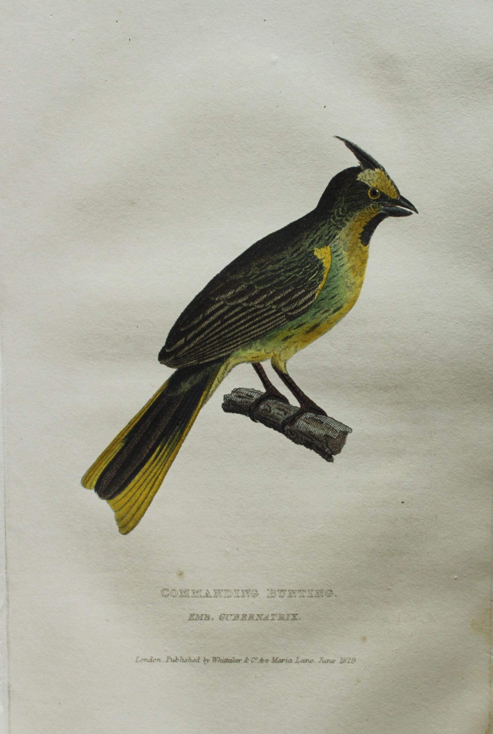 Baron Cuvier - The Commanding Bunting 1829: This antique engraving is from the English edition of The Animal Kingdom by Baron Georges Cuvier. Published by GB Whittaker & Co, London 1828-29.Artists who contributed to this work were Landseer, Sow